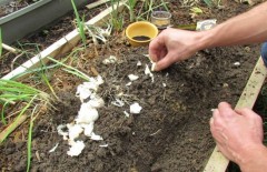 fungsi-garam-industri-sumatraco-pada-tanaman - Web design surabaya