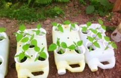 plant-pots-from-plastic-jerry-cans - Web design surabaya