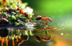 fotografi-macro - Web design surabaya