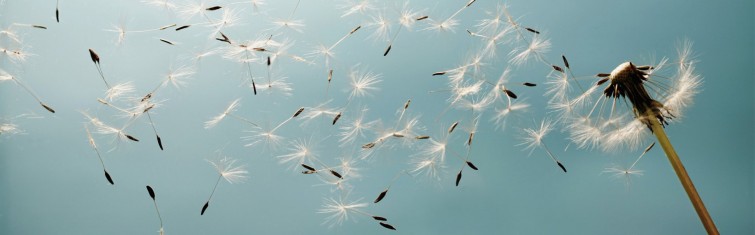 procurement-with-sap-ariba-for-agriculture-business