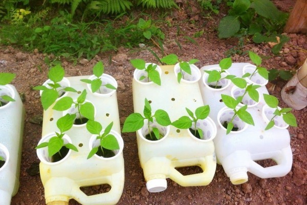plant-pots-from-plastic-jerry-cans